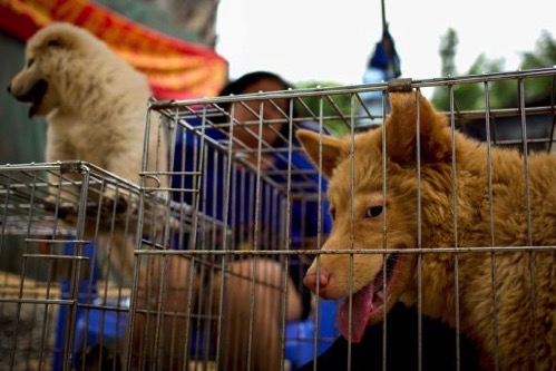 01 dog meat taiwan adapt 590 1