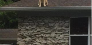 【ニュース】犬が屋根の上に?!「あー 知ってる知ってる」