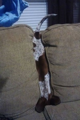1 dog in couch article