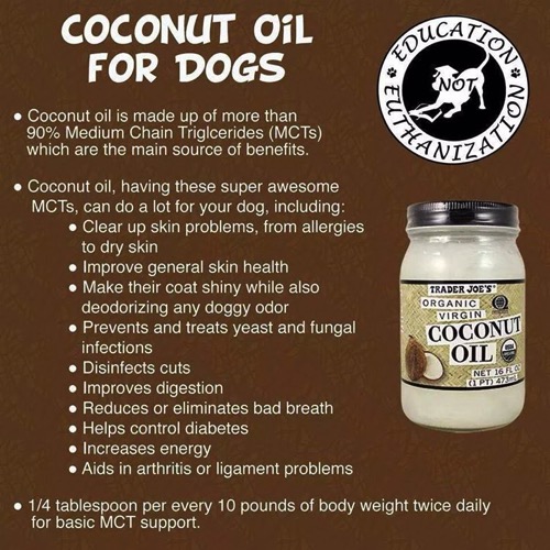 健康 ココナッツオイルが犬によい10の理由