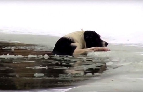 11 28 16 Russian Man Saves Biting Dog from Drowning in Icy Pond1 590x381
