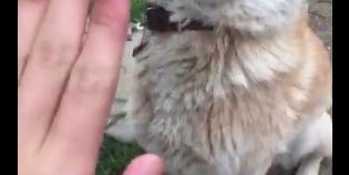 【動画】フルスイングでお手を空振りする犬