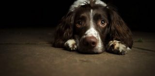 【コラム】犬は反省などしない