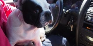 【ニュース】犬を膝に乗せて運転することを禁ず