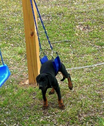 6 12 15 Dogs Who Regret Their Decisions10 487x590