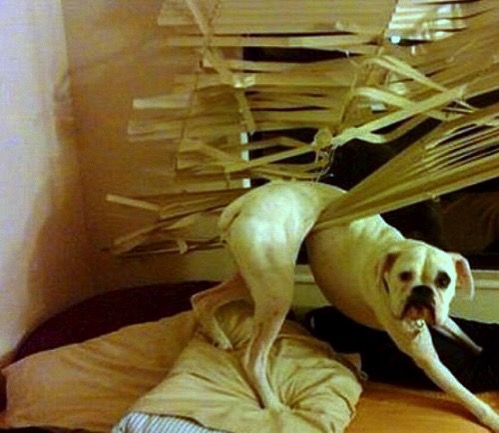 6 12 15 Dogs Who Regret Their Decisions27