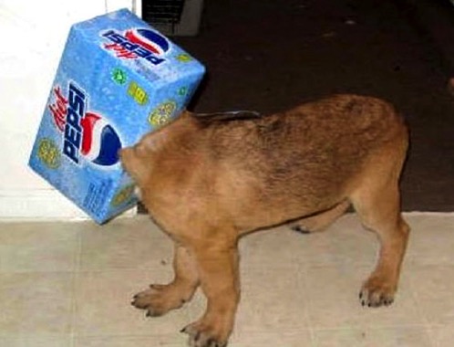 6 12 15 Dogs Who Regret Their Decisions7