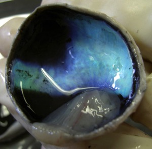 640px Calf Eye Posterior With Retina Detached 2005 Oct 13