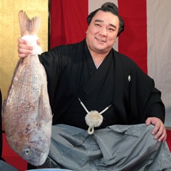 64802498 sumo fish304afp