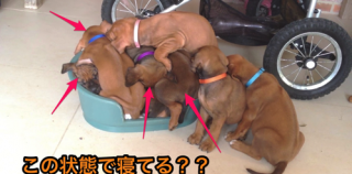 【動画】仔犬ホイホイ