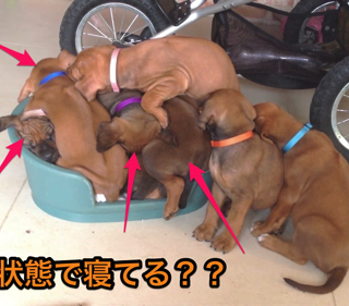【動画】仔犬ホイホイ