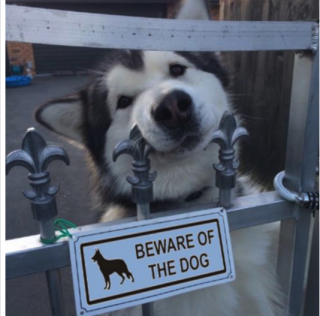 【写真】猛犬につき注意!