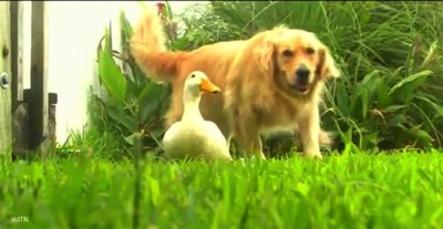 8 2 14 Dog and Duck Are Best Friends 590x306