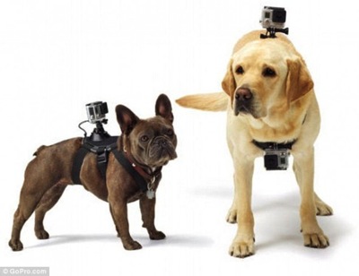8 26 14 The GoPro Fetch is giving a Whole New Meaning to Dog1 590x455