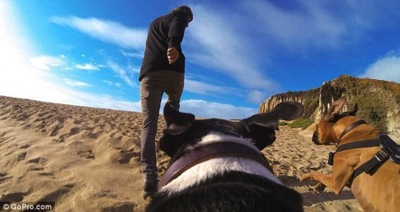 8 26 14 The GoPro Fetch is giving a Whole New Meaning to Dog2 590x313