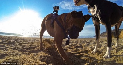 8 26 14 The GoPro Fetch is giving a Whole New Meaning to Dog3 590x313