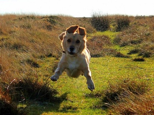 9 10 15 Dogs Who Can Fly11 590x438