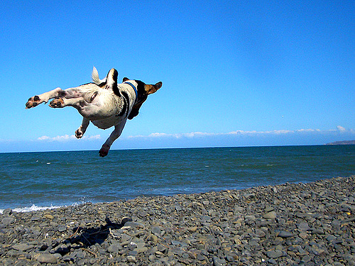 9 10 15 Dogs Who Can Fly2