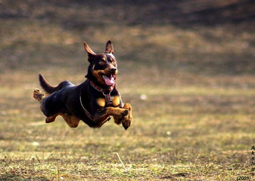 9 10 15 Dogs Who Can Fly7 590x419