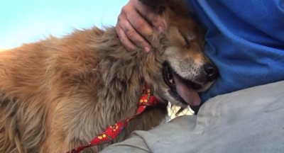 9 12 13 Google Maps Dog Rescued2 590x320
