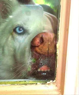 9 20 14 Dogs Noses on the Window16 487x590