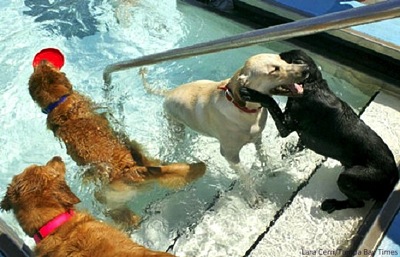 9 7 14 Annual Dog Swim Day1