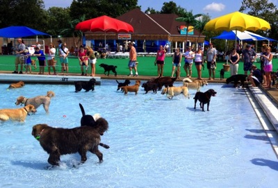 9 7 14 Annual Dog Swim Day3 590x400