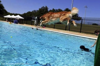 9 7 14 Annual Dog Swim Day4 590x393