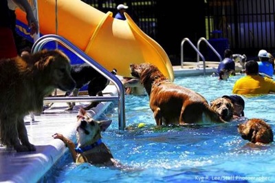 9 7 14 Annual Dog Swim Day5 590x393