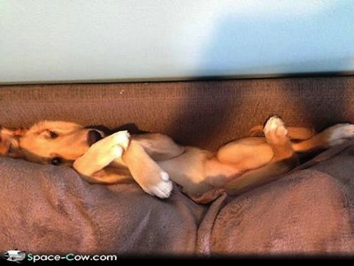 Couch dog funny animals pictures humor