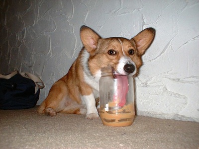 Dog and Peanut Butter Equals True Love e1342418433349