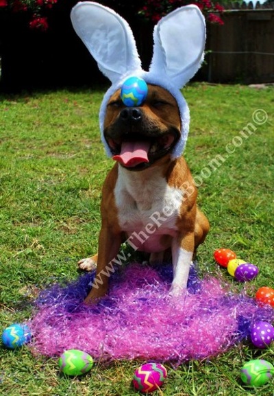 Easter Boom2 409x590