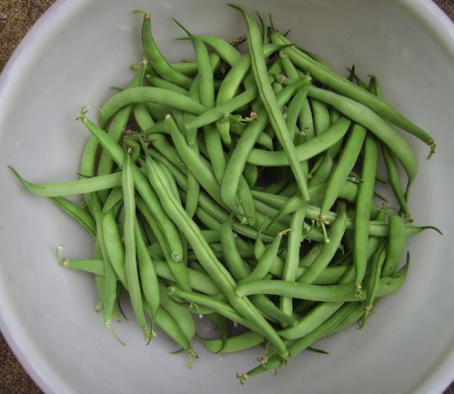 FrenchBeans