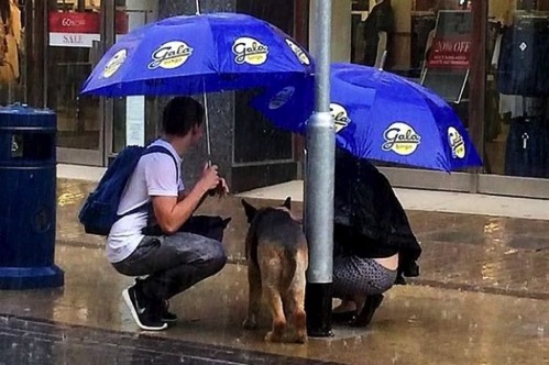 Kind Couple Shelters Dog During Rainstorm1 590x392