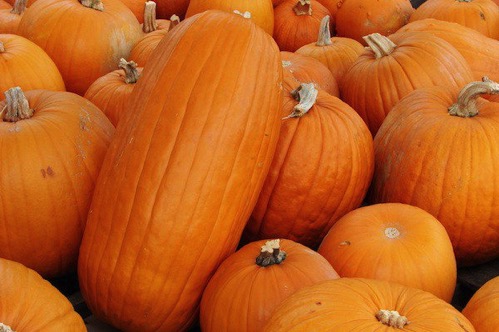 Pumpkins 6587
