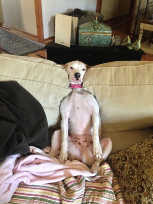 Sitting dog on couch 768x1024
