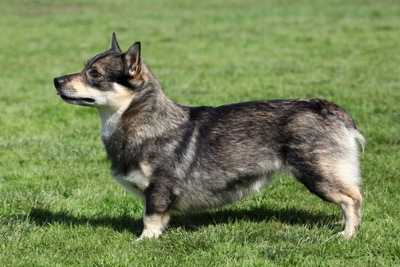 Swedish Vallhund1