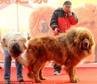 The Tibetan Mastiff