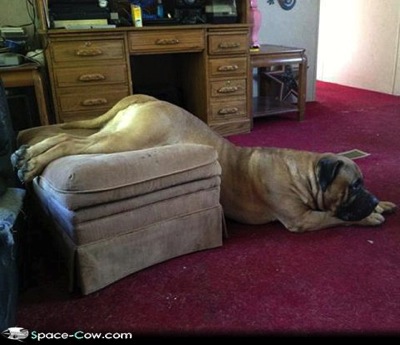 We need new furniture funny animals dogs pics