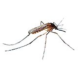 【グッズ】虫コナーズは本当に効くのか? 驚愕の事実