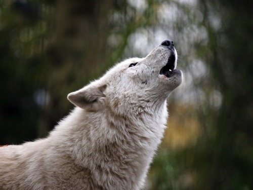 Bigstock howling white wolf 56559176