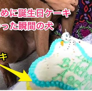 【写真】誕生日が待ち遠しい犬