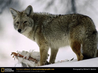 Coyote glancing