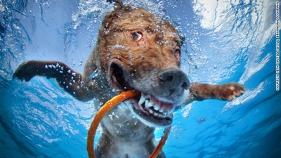 Dog in water  1