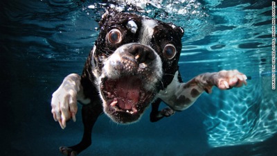 Dog in water  3