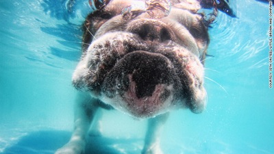 Dog in water  6