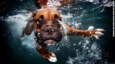 Dog in water  8