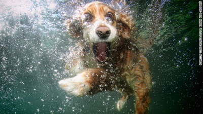 Dog in water  9