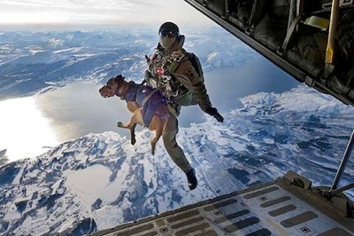 Dog military dog jumping from plane military dot com