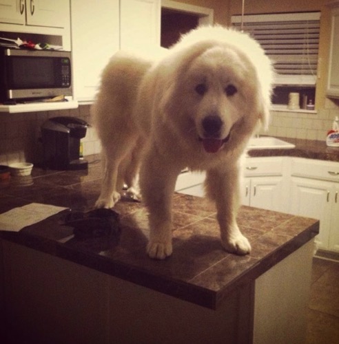 Dog on counter 4